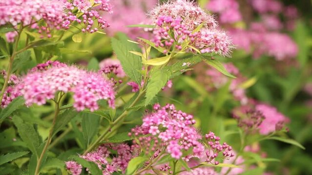 pink spiraea japonica pink plants flowers with bee, close shot