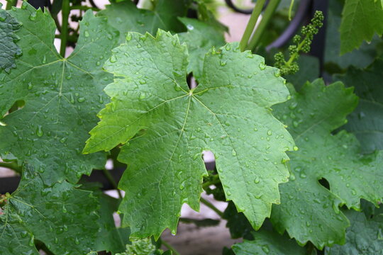 Hoja de parra