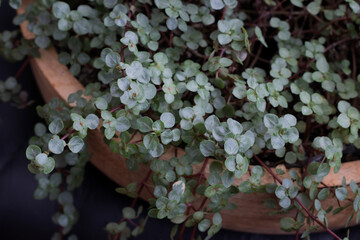 Pilea glauca. Pilea glauca in a wooden pot