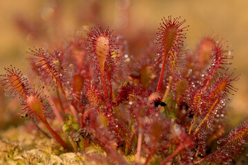 Oblong leaved sundew leaves