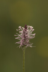 Hoary plantain flower head