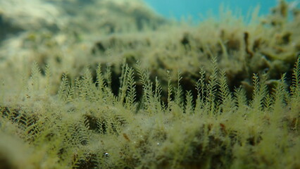 Hydroid or hydrozoa Aglaophenia octodonta var. undersea, Aegean Sea, Greece, Thasos island
