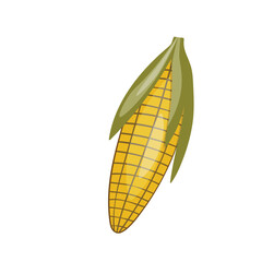 Sweet golden corn isolated on white background. Summer farm design elements. Natural fresh bright tasty bunch of corn. Template vector illustration for packaging, card and other designs. Food concept.