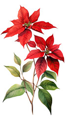 a poinsettia plant with red flowers isolated on a transparent background, generative ai