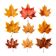 A collection of autumn maple leaves.