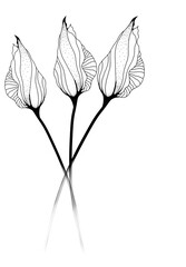 black and white silhouette of a flower
