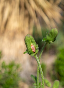 Green Fuzzy Poppy Bud with Flower About to Emerge and Big Yucca in Background