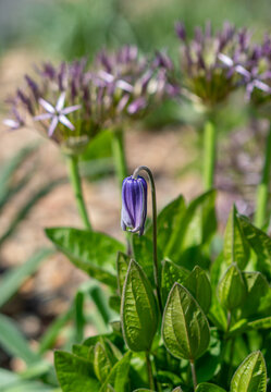 Solitary Purple Leatherflower with Star Shapped Allium Flowers in Background