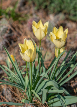 Yellow Miniature Wildflower Tulips in Xeriscape Garden in Spring