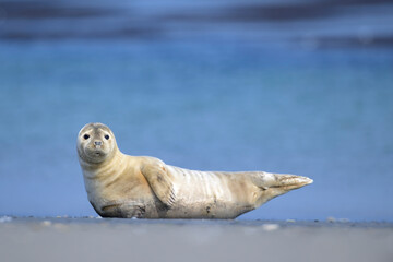 Kegelrobbe halichoerus grypus