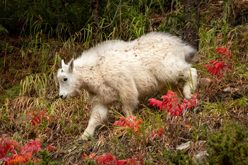 young mountain goat walking down a hill with red fall colors