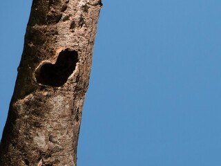 Naklejka premium heart shaped hole in the trunk of a tree with blue sky at the background copy space