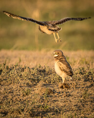two burrowing owl owlet practicing flight