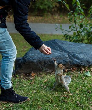 The hungry squirrel