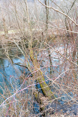 Fallen tree over stream