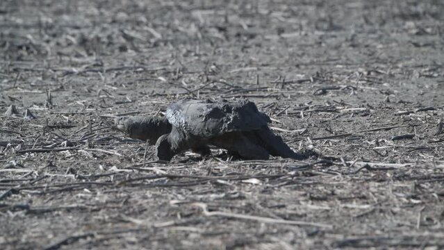 Snapping Turtle trying to find water in a drought stricken lake.