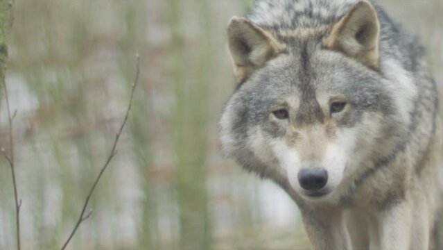 gray wolf canis lupus