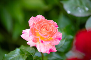 Mixed colorful flowers background