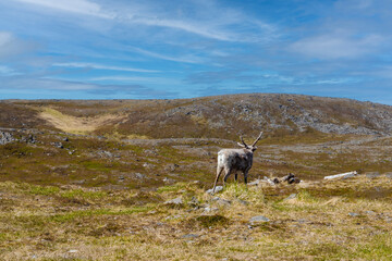Obraz premium Honningsvåg ist eine Stadt in der norwegischen Kommune Nordkapp