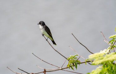 Eastern kingbird