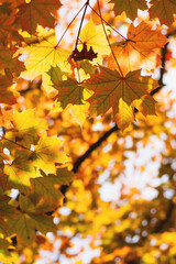 Colorful maple leaves on a tree
