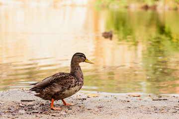 wild duck by the pond