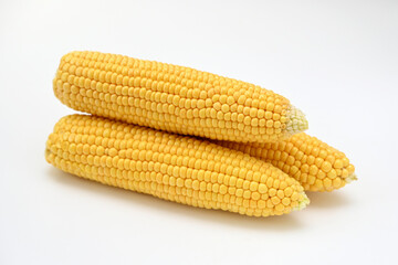 three heads of ripe raw corn on a white background