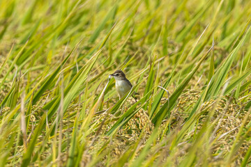 稲穂にとまるセッカ