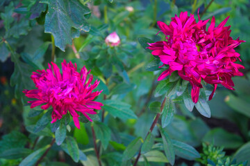 Chinese needle showy fuchsia aster in the garden.