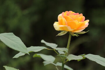 yellow rose flower