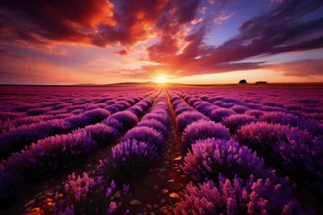Poster Im Rahmen Beautiful lavender field at sunset © Enigma