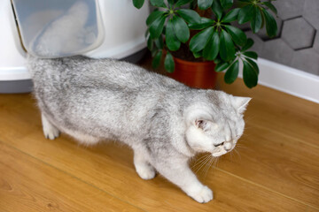 a white-grey british cat comes out of the door in a plastic corner closed white tray, top view