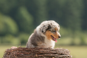 Portrait d'un petit chiot de race berger australien dans la nature dans un élevage 