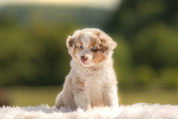 Portrait d'un petit chiot de race berger australien dans la nature dans un élevage  © Alexandre