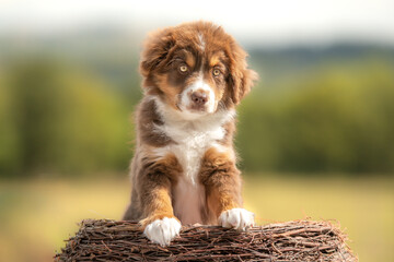 Portrait d'un petit chiot de race berger australien dans la nature dans un élevage  © Alexandre