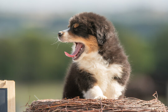 Portrait d'un petit chiot de race berger australien dans la nature dans un &eacute;levage 