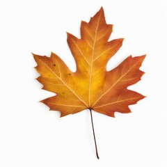 Fototapeta premium autumn maple leaf