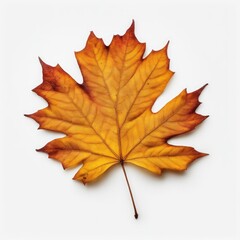 Fototapeta premium autumn maple leaf