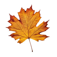 autumn maple leaf