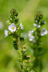 Macro shot of a thymeleaf speedwell (veronica serpyllifolia) flower in bloom