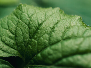 Close up of a green plant