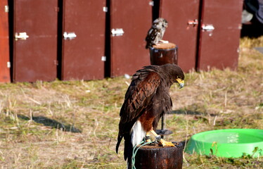 A close up on a brown, white, and black owl, hawk, or sparrow sitting on a brown drum, next to...