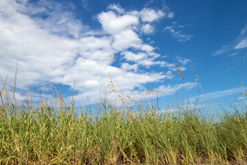 Obraz premium field of grass and sky background