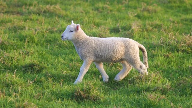 Close up portrait shot of a cute spring lamb