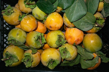 A crate of ripe persimmon.