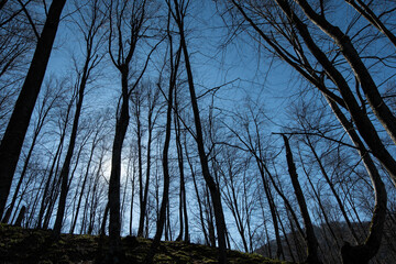 Leafless trees and sunset in winter.