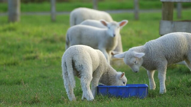 A flock of lambs in a field on the farm