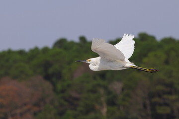 White egret inflight. 