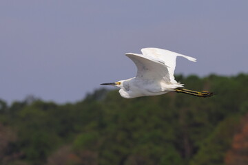 White egret inflight. 