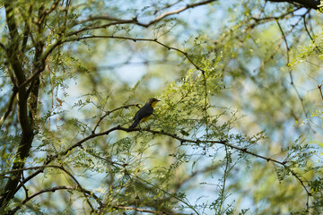 Canada Warbler - Rare Bird